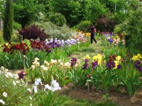 /album/galerie-de-photos-floraisons/jardin-2014-453-comp-jpg/